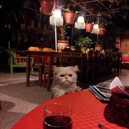 بيت شباب Ferah Monica's Place *