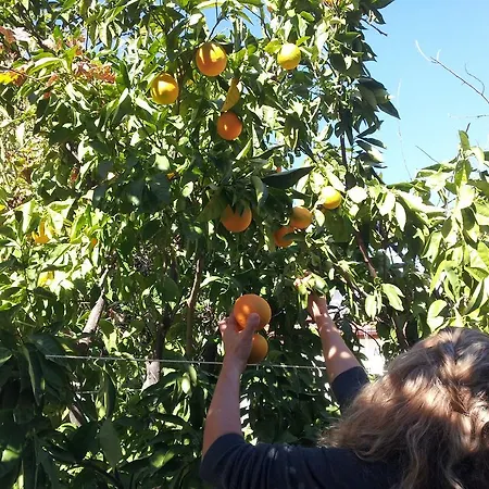 Ferah Monica's Place * フェティエ